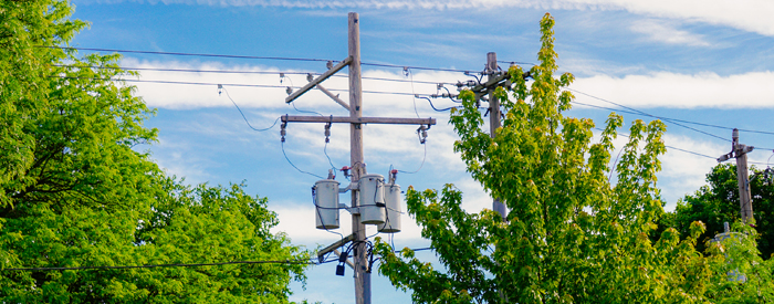 telephone poles and electric wires near trees
