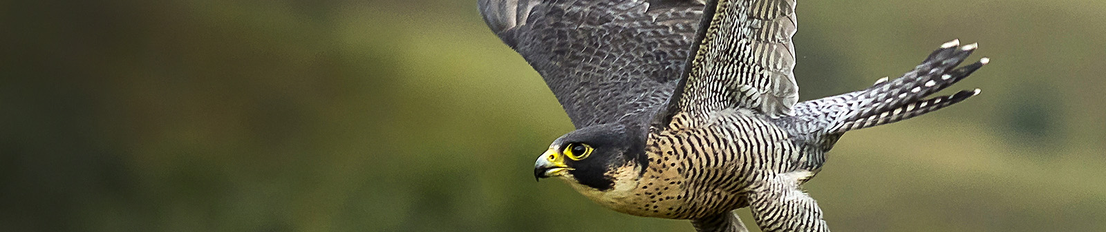 peregrine falcons