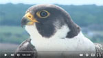 peregrine falcon history in Wisconsin video