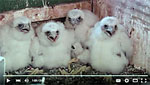 peregrine falcon history in Wisconsin video