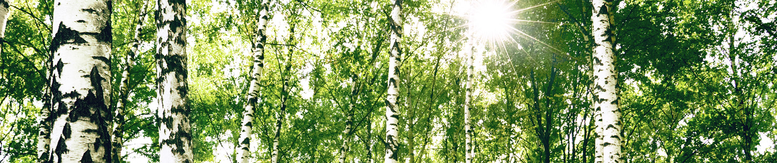 birch trees